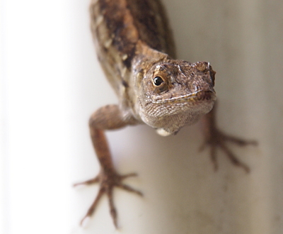 [A brown anole on a gutter-downspout has its head turned upward toward the camera. It's head is in focus, but its front feet and body, further from the camera, are blurred. Its head it turned slightly so mainly just its right eye is visible.]